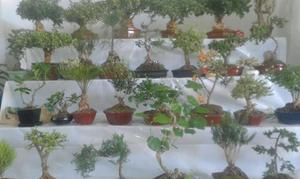 se vende arboles en miniatura bonsai para adornar el hogar