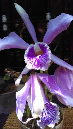 Vendo Orquidea Cattleya Maxima en Flor