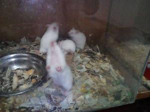 Vendo Hamsters Sirios Albinos