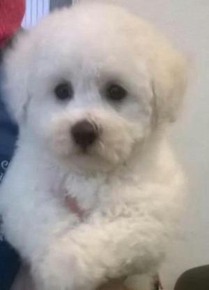 Bichon Frise