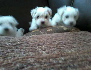 Bichon Maltes Enanitos en Venta