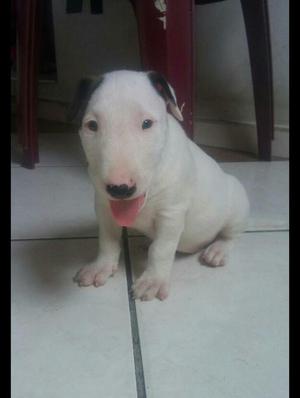 Bull Terrier