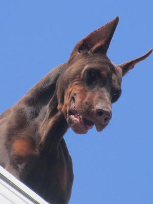 CACHORROS DOBERMAN BELLOS