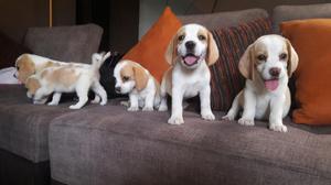 Cachorros Beagle