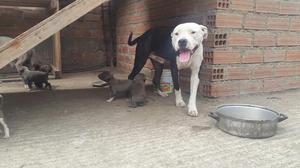 Cachorros Pitbull