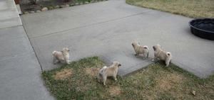 Cachorros Pug