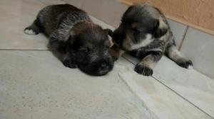 Cachorros Schnauzer Sal Y Pimienta