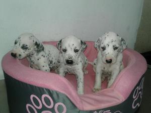 Cachorros de Dalmata