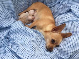 Chihuahua en petvital
