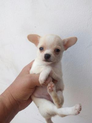 Chihuahua, lindos cachorritos, macho y hembra.