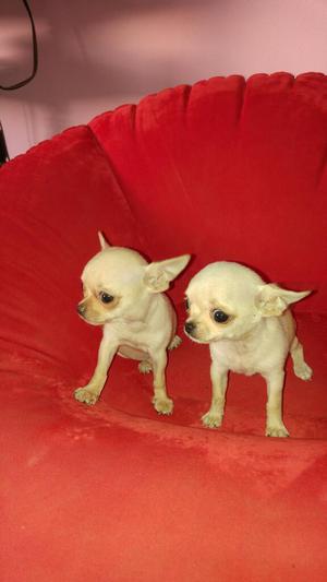 Chihuahuas Full Pedigre Hembra Y Macho