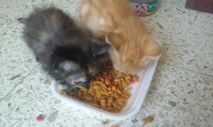 Doi en Adopción a 2 Lindos Gatitos
