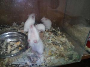 Hamsters Sirios Albinos.