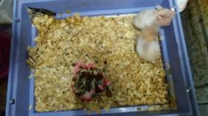 Hamsters en Adopción