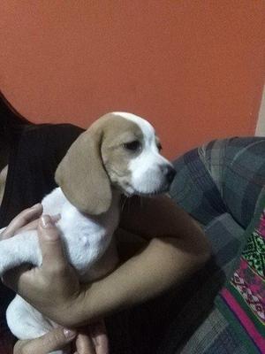 Hermosa Cachorro Beagle