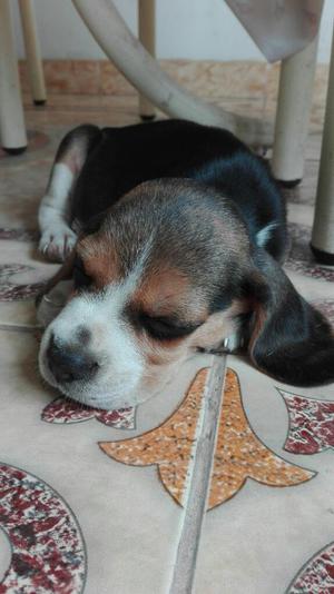 Hermoso Cachorrito Beagle