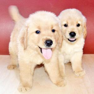 ✔ Hermosos Cachorros Golden Retriever Vacunados y