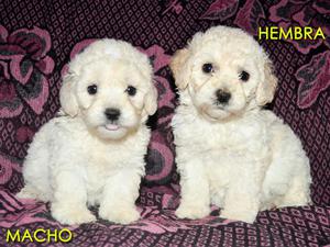 ★ Hermosos Cachorros Poodle Fotos Reales ★