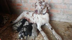 Lindos Cachorros Gran Danes