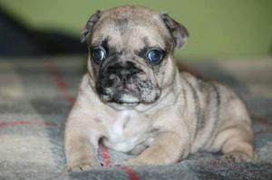 Pug Carlino