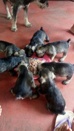 Remato Cachorros Esnauser