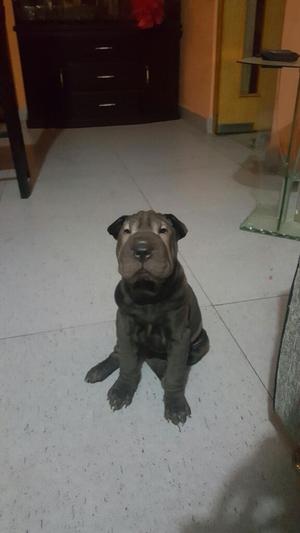 Sharpei Cachorro