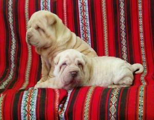 Sharpei Cachorro