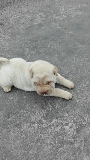 Sharpei Hembra