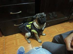 VENTA O MONTA DE UN PERRO PUG