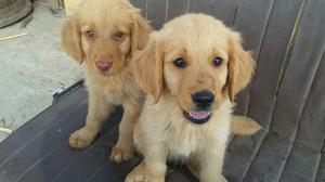 Vendo Cachorritos Golden Retriever