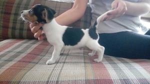 Vendo Cachorro Jack Russell Y Poodle Toy