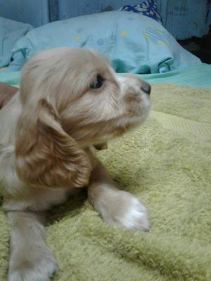 Vendo Cocker Cachorros de Padres Cocker