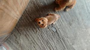 Vendo Cocker Spaniel de 2 Meses Hembra