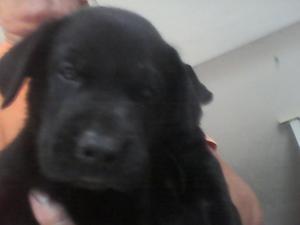 Vendo Hermosos Cachorrod Labradores Negr