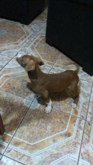 Vendo Perrita Pitbull