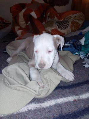 Vendo Pitbull Macho Red Nose