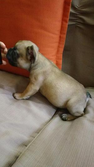 Venta de Bulldog Francés con Pedigree