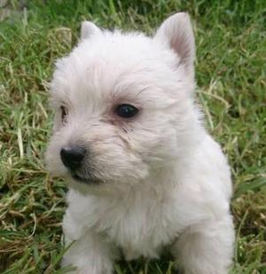 West Highland White Terrier con Pedigree