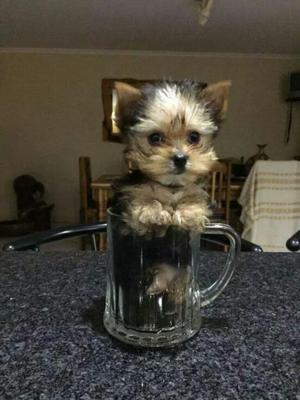 Yorkie