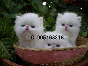 bellos hermosos gato persa lindos gatitos vacunados