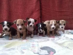 chihuahuas cruse con jack russell