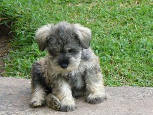 encantadores schnauzer miniatura