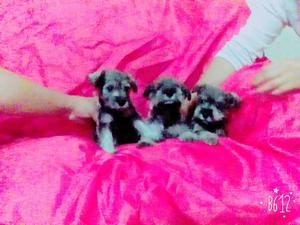 vendo cachorros schnauzer