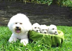 Bichon Frise Bellos Cachorro La Molina