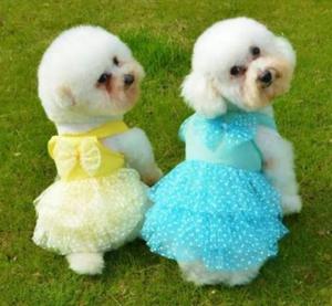 Bichon Frise Cachorros Padres Pedigree