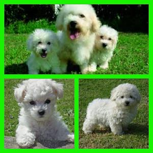 Bichon Frise Preciosos Ub Molina.