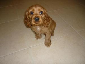 COCKER SPANIEL