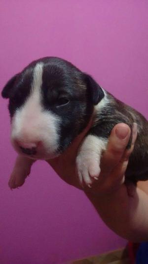 Cahorros bull terrier