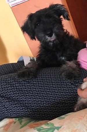 Perrito 2 Meses Schnauzer