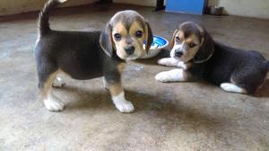 cachorros beagle full pedigree